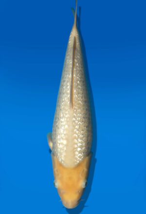 Koi Auktion Dainichi WhiteKarashi JumboTosai WhiteMonkey - 40cm T09-1428