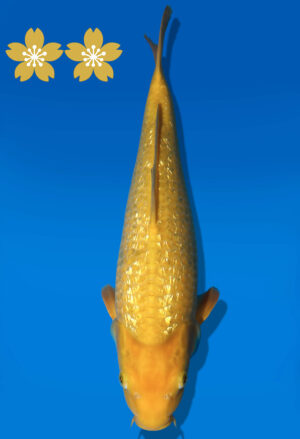 Koi Auktion Dainichi GinrinKarashi JumboTosai YellowMonkey - 39cm T09-1419