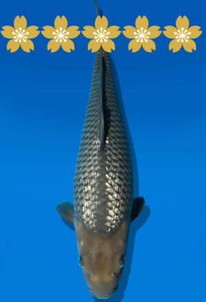 Koi Auktion Dainichi GinrinSoragoi JumboTosai Sora/GinrinSora - 43cm T09-1418