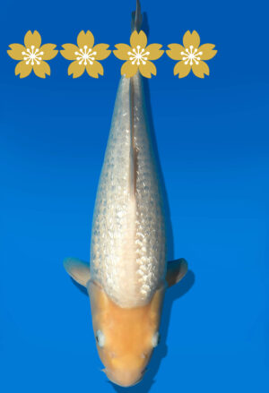 Koi Auktion Dainichi GinrinWhiteKarashi JumboTosai WhiteMonkey - 43cm T09-1430