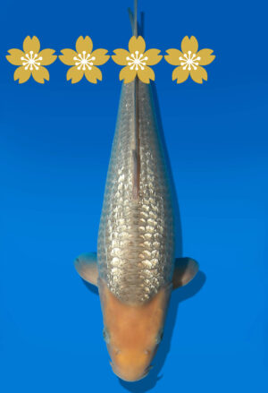 Koi Auktion Dainichi GinrinSoragoi JumboTosai GinrinSora/Sora - 40cm T09-1431