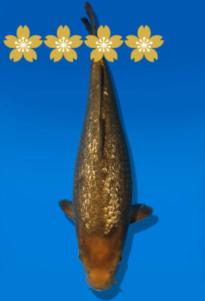 Koi Auktion Dainichi GinrinChagoi JumboTosai BrownMonkey - 39cm T09-1426
