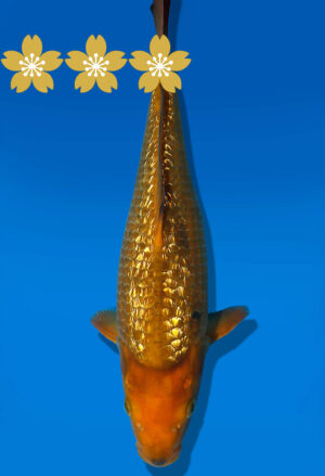 Koi Auktion Dainichi GinrinChagoi JumboTosai BrownMonkey - 33cm T09-1425