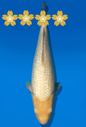 Koi Auktion Dainichi GinrinWhiteKarashi JumboTosai WhiteMonkey - 41cm T10-1424