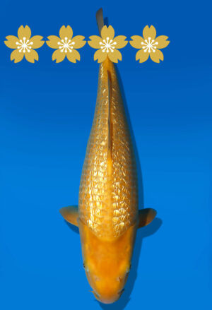 Koi Auktion Dainichi GinrinKarashigoi JumboTosai YellowMonkey - 42cm T10-1429