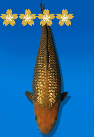 Koi Auktion Dainichi GinrinChagoi JumboTosai BrownMonkey - 39cm T10-1422