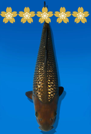 Koi Auktion Dainichi GinrinChagoi JumboTosai BrownMonkey - 43cm T10-1423