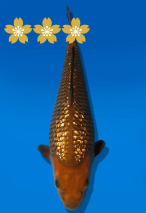 Koi Auktion Dainichi GinrinSoragoi JumboTosai Sora/GinrinSora - 36cm KT1-1421