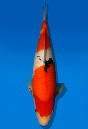 Koi Auktion Dainichi Sanke JumboTosai NewMSankejr. - 36cm T09-1427