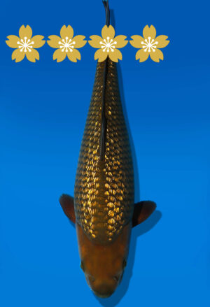 Koi Auktion Dainichi GinrinChagoi JumboTosai BrownMonkey - 40cm KT1-1417