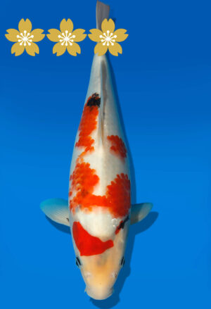 Koi Auktion Dainichi Showa JumboTosai NewMonroe - 36cm KT2-1413