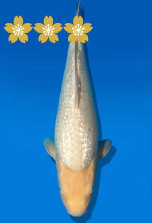 Koi Auktion Dainichi GinrinWhiteKarashi JumboTosai WhiteMonkey - 36cm KT2-1416