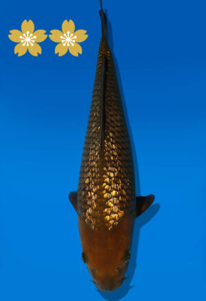 Koi Auktion Dainichi GinrinChagoi JumboTosai BrownMonkey - 40cm KT2-1415