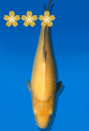 Koi Auktion Dainichi Karashigoi JumboTosai YellowMonkey - 39cm KT2-1414