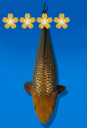 Koi Auktion Dainichi GinrinChagoi JumboTosai BrownMonkey - 46cm KT3-1411