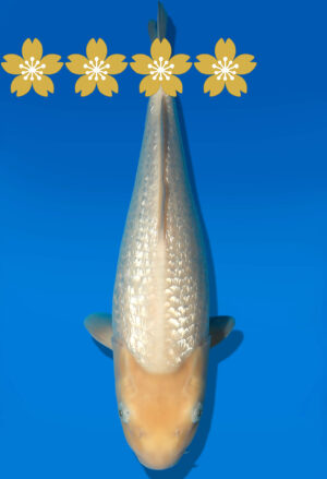 Koi Auktion Dainichi GinrinWhiteKarashi JumboTosai WhiteMonkey - 39cm KT3-1412
