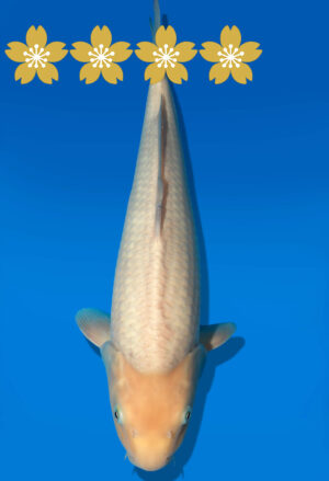 Koi Auktion Dainichi WhiteKarashi JumboTosai WhiteMonkey - 42cm KT3-1433