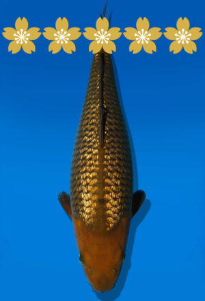 Koi Auktion Dainichi GinrinChagoi JumboTosai BrownMonkey - 39cm KT3-1410