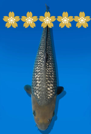 Koi Auktion Dainichi GinrinSoragoi JumboTosai GinrinSora/Sora - 44cm KT3-1432