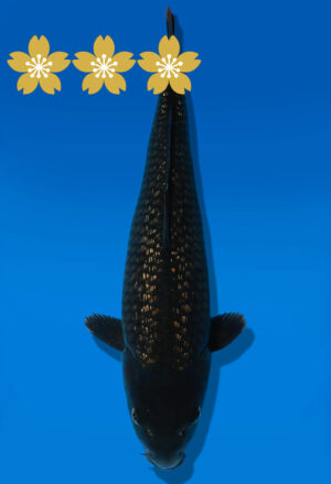 Koi Auktion Dainichi BlackDiamond JumboTosai BlackZeus - 38cm KT3-1403