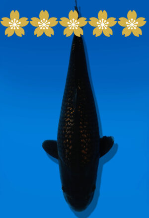 Koi Auktion Dainichi BlackDiamond JumboTosai BlackZeus - 43cm KT3-1402