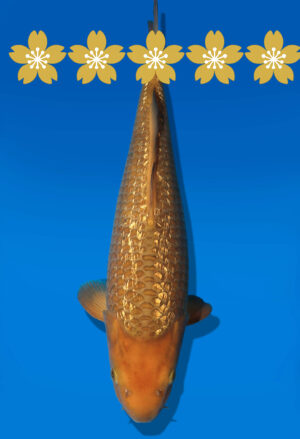 Koi Auktion Dainichi GinrinChagoi JumboTosai BrownMonkey - 40cm KT3-1401