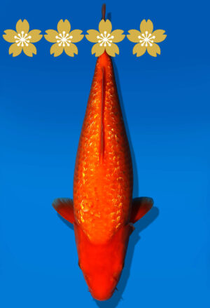 Koi Auktion Dainichi GinrinBenigoi JumboTosai XGinrinKohaku - 37cm KT3-1400