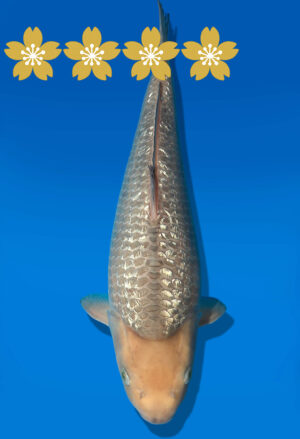 Koi Auktion Dainichi GinrinSoragoi JumboTosai GinrinSora/Sora - 38cm KT3-1409