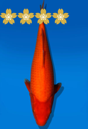 Koi Auktion Dainichi Benigoi JumboTosai RedTiger - 36cm KT3-1408