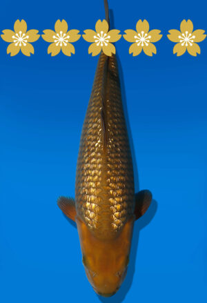 Koi Auktion Dainichi GinrinChagoi JumboTosai BrownMonkey - 40cm KT4-1407