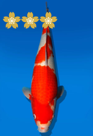 Koi Auktion Dainichi Kohaku JumboTosai Wild - 43cm KT4-1405
