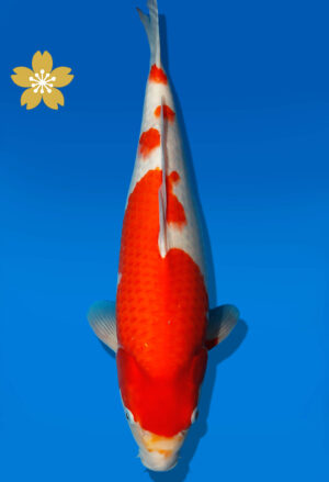 Koi Auktion Dainichi Kohaku JumboTosai Wild - 43cm KT4-1404