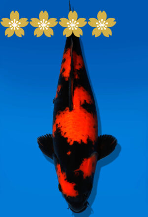 Koi Auktion Shinoda HiUtsuri JumboTosai Shinoda - 38cm GT7-1398