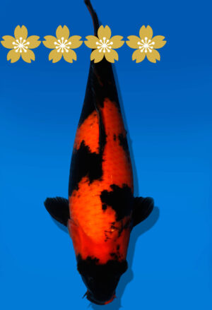 Koi Auktion Shinoda HiUtsuri JumboTosai Shinoda - 40cm GT7-1388