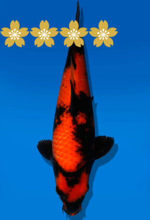 Koi Auktion Shinoda HiUtsuri JumboTosai Shinoda - 39cm GT7-1387