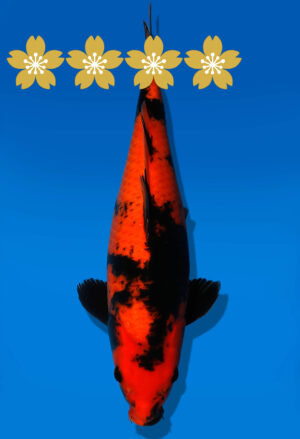 Koi Auktion Shinoda HiUtsuri JumboTosai Shinoda - 39cm GT6-1397