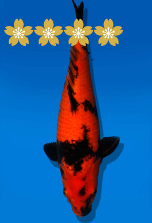 Koi Auktion Shinoda HiUtsuri JumboTosai Shinoda - 40cm GT6-1396