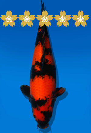 Koi Auktion Shinoda HiUtsuri JumboTosai Shinoda - 37cm GT6-1395