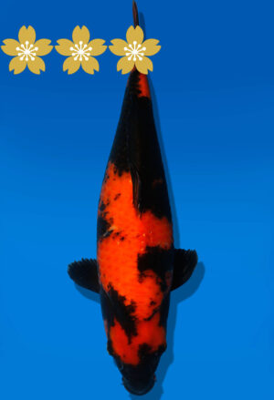 Koi Auktion Shinoda HiUtsuri JumboTosai Shinoda - 38cm GT6-1394