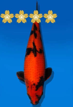 Koi Auktion Shinoda HiUtsuri JumboTosai Shinoda - 40cm GT5-1393