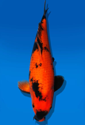 Koi Auktion Shinoda HiUtsuri JumboTosai Shinoda - 39cm GT5-1392