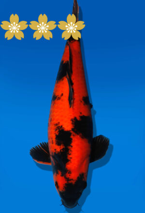 Koi Auktion Shinoda HiUtsuri JumboTosai Shinoda - 40cm GT5-1391