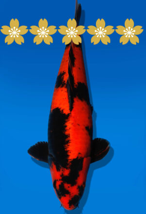 Koi Auktion Shinoda HiUtsuri JumboTosai Shinoda - 37cm GT5-1390
