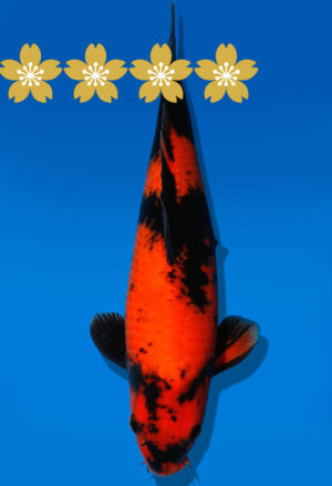 Koi Auktion Shinoda HiUtsuri JumboTosai Shinoda - 36cm GT5-1389