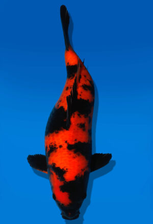 Koi Auktion Shinoda HiUtsuri JumboTosai Shinoda - 36cm GT04-1566