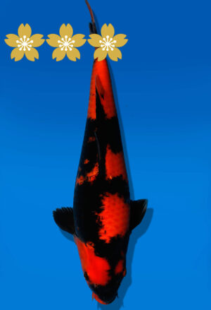 Koi Auktion Shinoda HiUtsuri JumboTosai Shinoda - 43cm GT04-1568