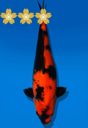 Koi Auktion Shinoda HiUtsuri JumboTosai Shinoda - 38cm GT04-1570