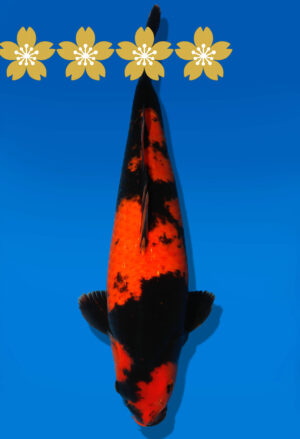 Koi Auktion Shinoda HiUtsuri JumboTosai Shinoda - 40cm GT03-1571