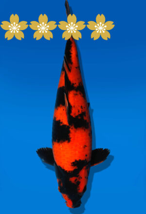 Koi Auktion Shinoda HiUtsuri JumboTosai Shinoda - 40cm GT03-1572