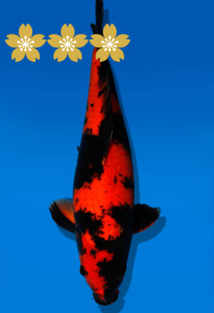 Koi Auktion Shinoda HiUtsuri JumboTosai Shinoda - 39cm GT03-1561